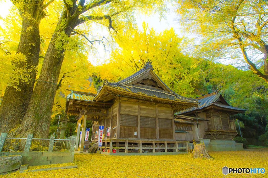 2025年 黄色く染った綾部神社 5