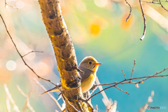 2026年 ニシオジロビタキ 7