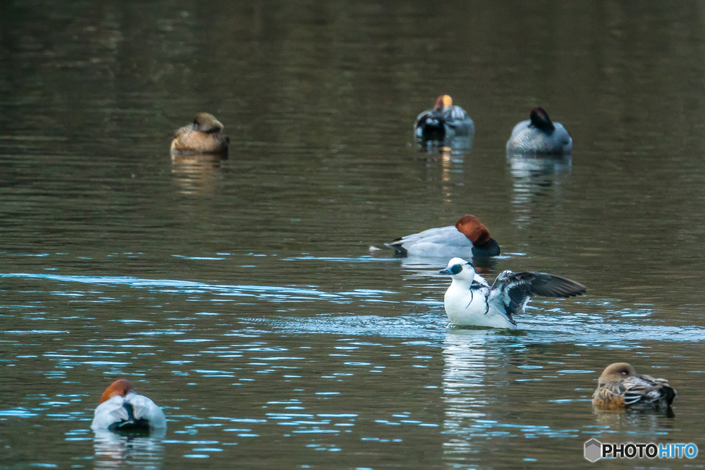 2026年 ミコアイサ 1
