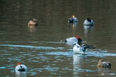 2026年 ミコアイサ 1