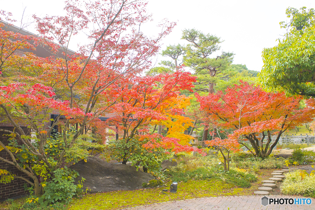 2025年 石橋文化センターの紅葉 3