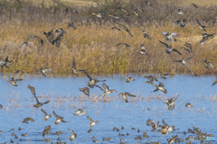 2025年 調整池のトモエガモ 5