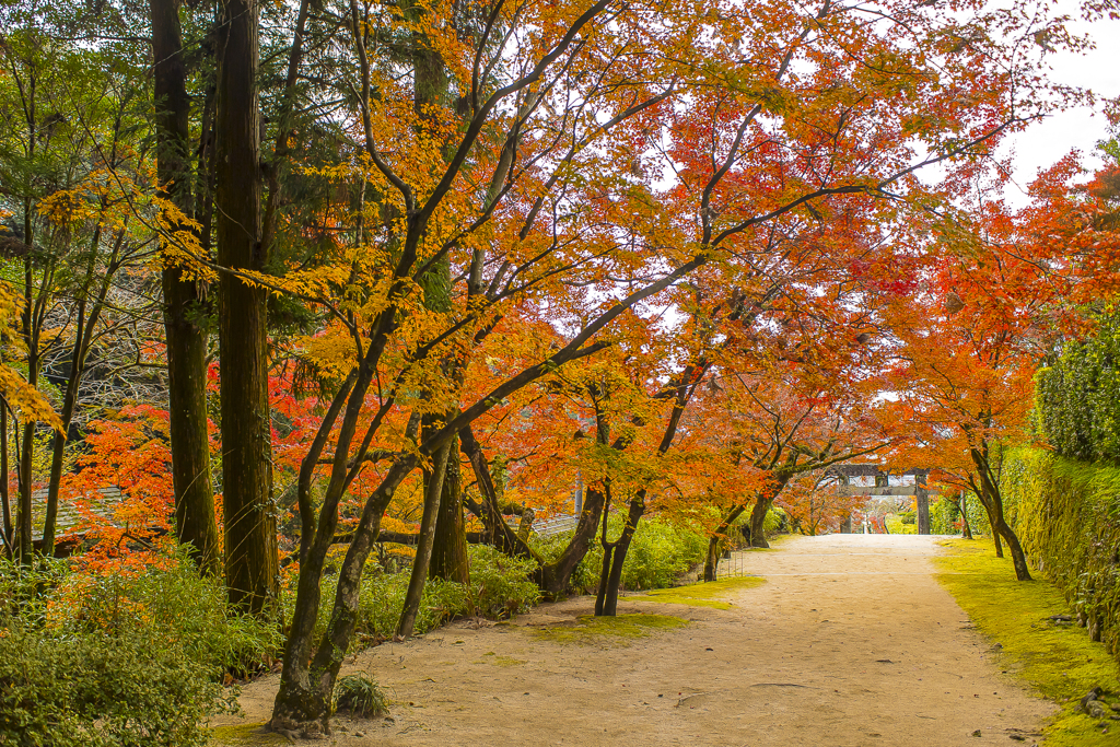 2024年 仁比山神社の紅葉 ４