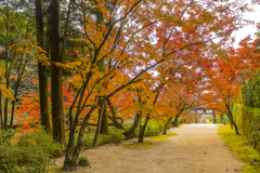 2024年 仁比山神社の紅葉 ４