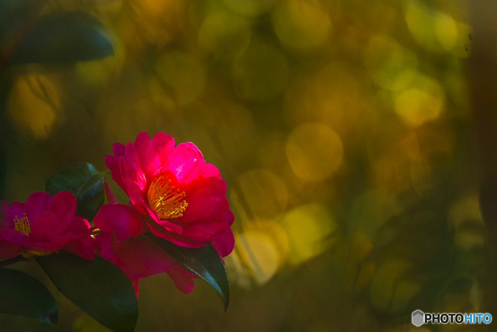 2026年 石橋文化 センター散策 5