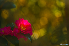 2026年 石橋文化 センター散策 5