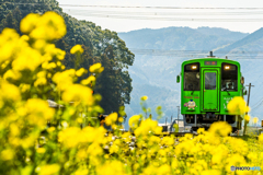 2025年 菜の花列車（平成筑豊） ２