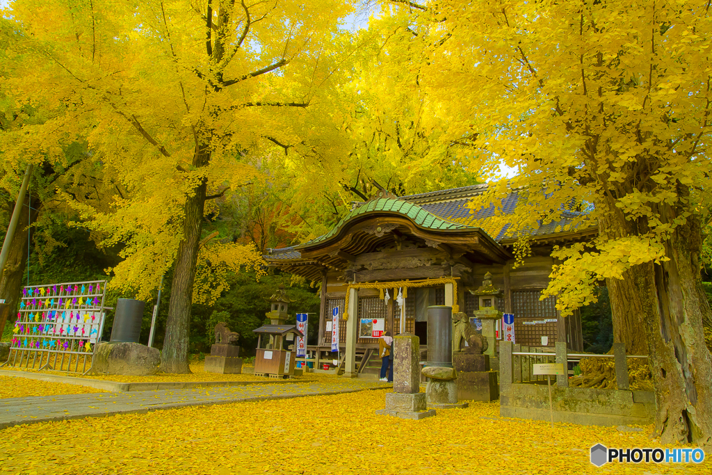 2025年 黄色く染まった綾部神社 1