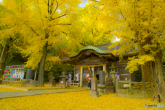 2025年 黄色く染まった綾部神社 1