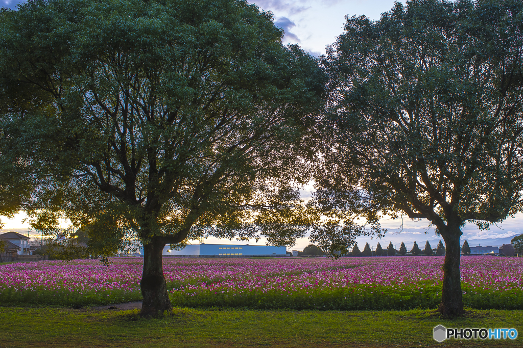 秋桜園 １
