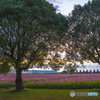 秋桜園 １