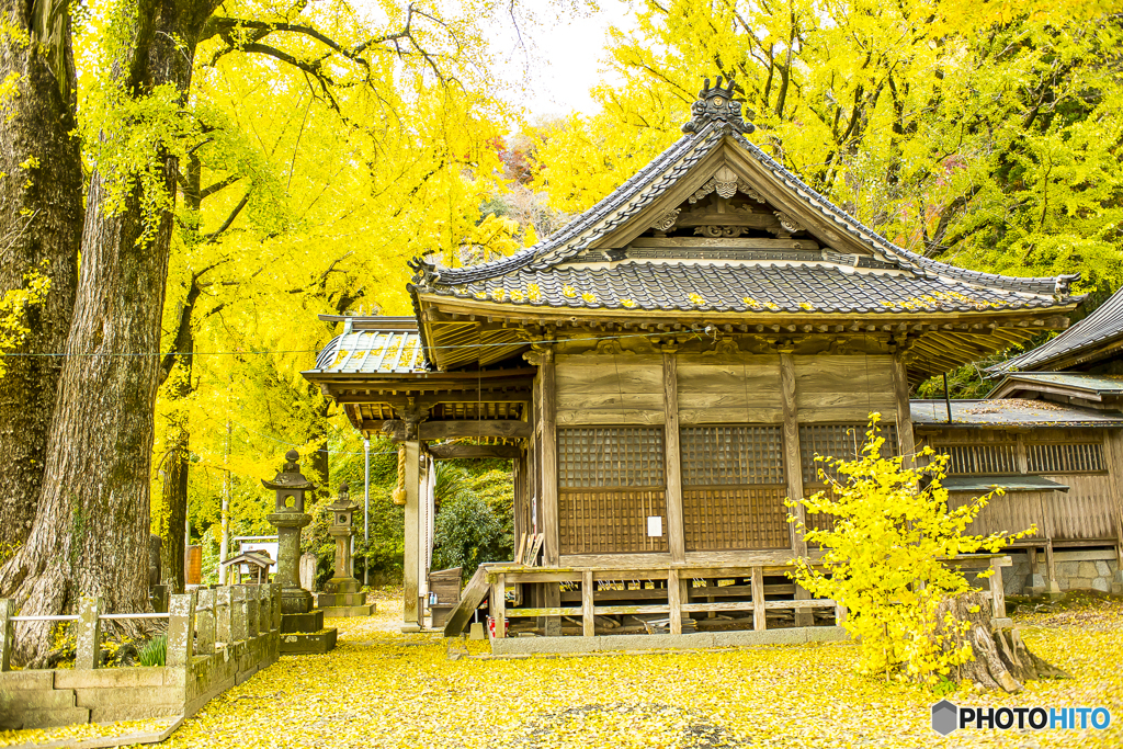 2024年 黄葉の綾部神社 ２