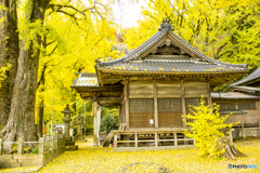 2024年 黄葉の綾部神社 ２