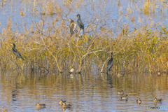 2025年 調整池のトモエガモ 4