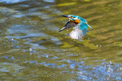 公園のカワセミ １３２