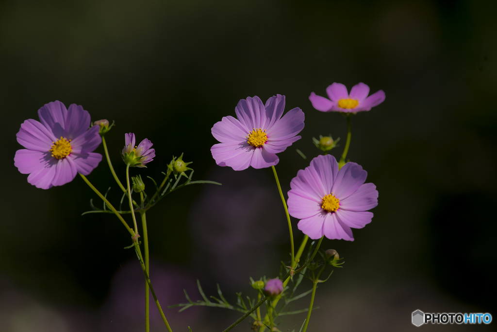 2025年 金立公園のコスモス 13