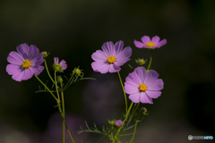 2025年 金立公園のコスモス 13