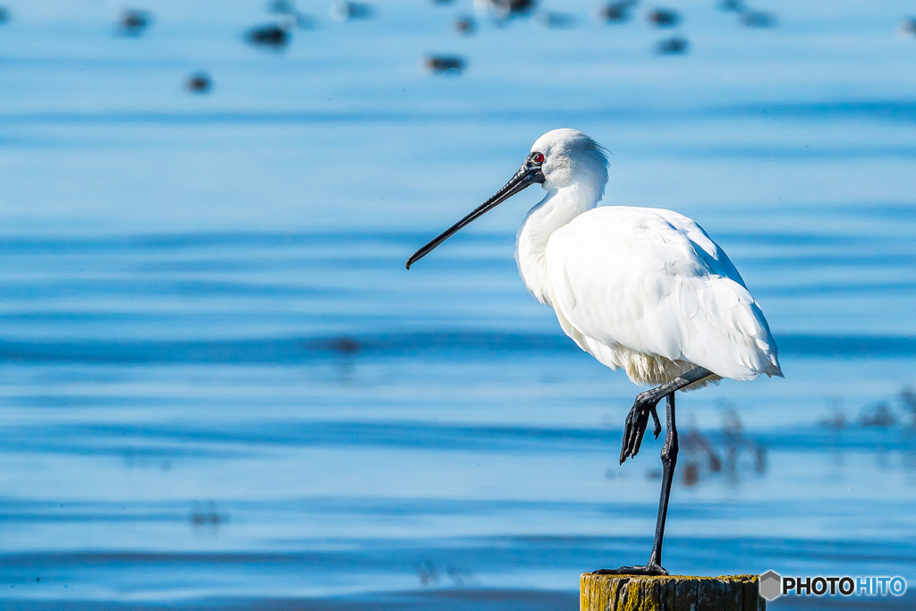 2026年 クロツラヘラサギ 2