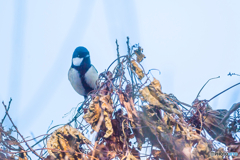 2026年 石橋文化センター散策 8