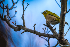 2026年 石橋文化センター散策 7