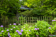 呑山観音寺の紫陽花 ２