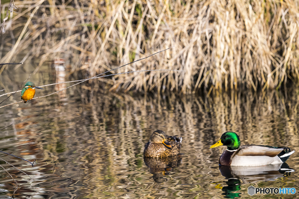 公園のカワセミ４１