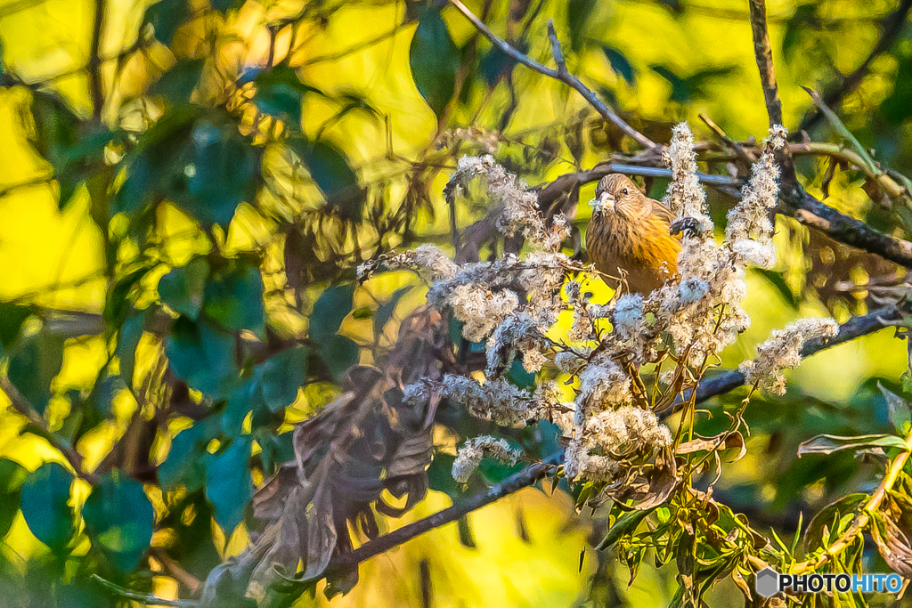 2026年 ベニマシコ 1