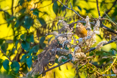 2026年 ベニマシコ 1
