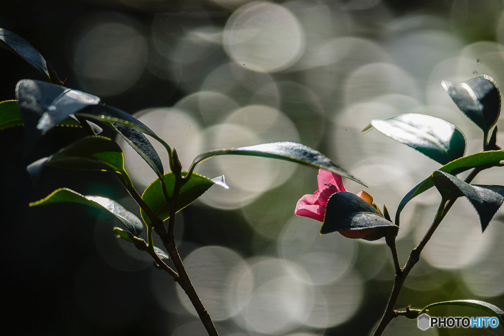 2026年 石橋文化 センター散策 4