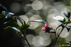 2026年 石橋文化 センター散策 4