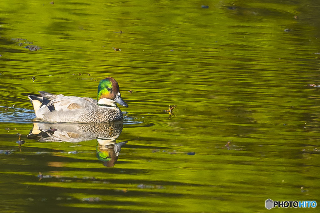 2025年 ヨシガモ 2