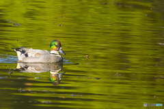 2025年 ヨシガモ 2