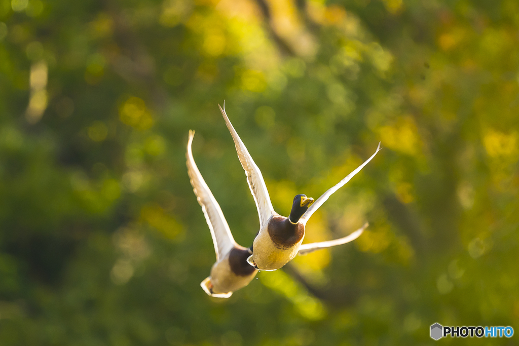 紅葉野鳥 ３