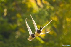 紅葉野鳥 ３