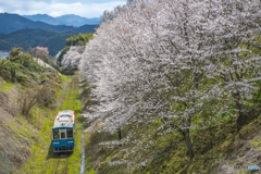 2025年 桜列車（平成筑豊鉄道）４