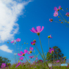 2025年 金立公園のコスモス 6