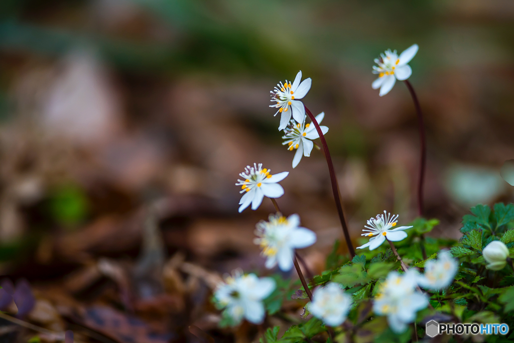 2026年 梅花黄蓮 3