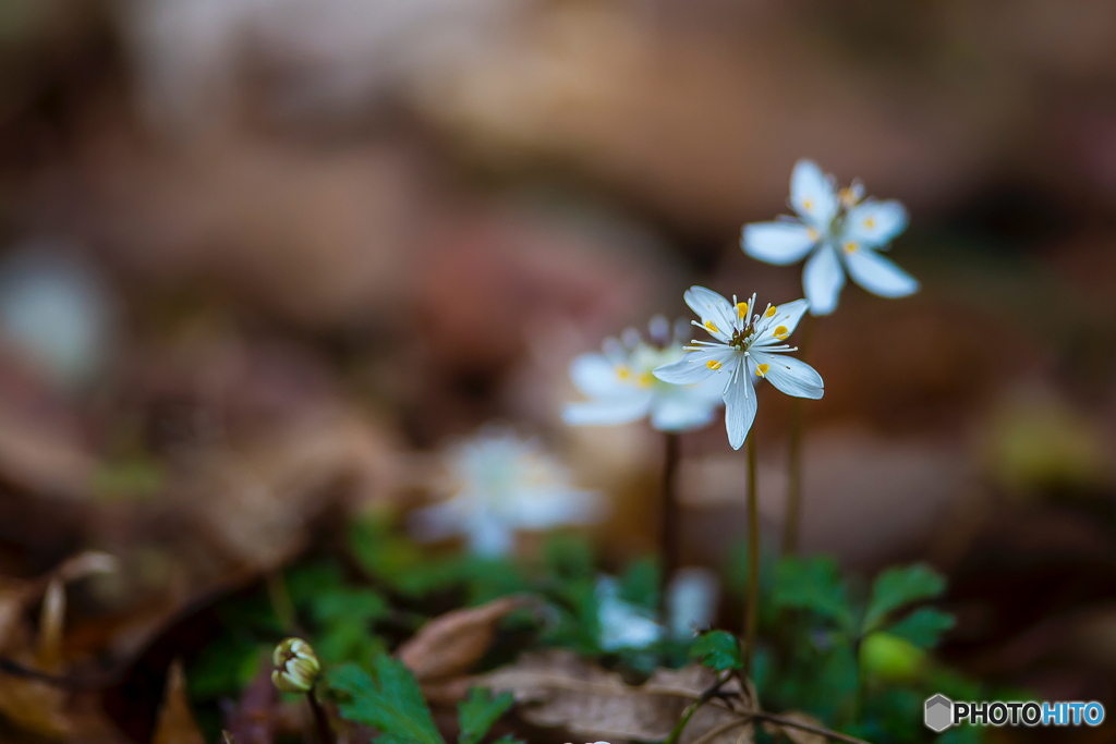 2026年 梅花黄蓮 4