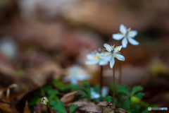 2026年 梅花黄蓮 4