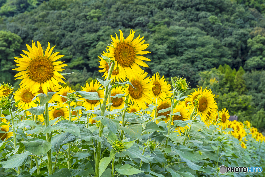 道の駅に咲くひまわり ２