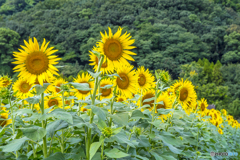 道の駅に咲くひまわり ２