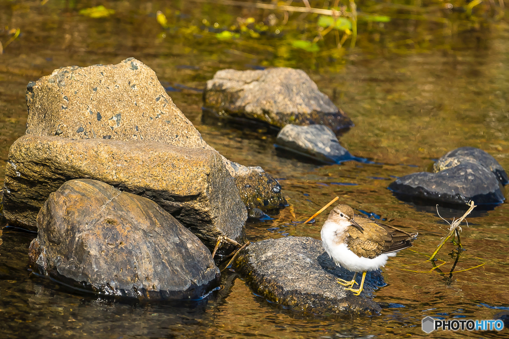2026年 草場川の住人達 2