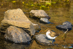 2026年 草場川の住人達 2