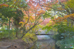 2025年 金鱗湖の紅葉 6