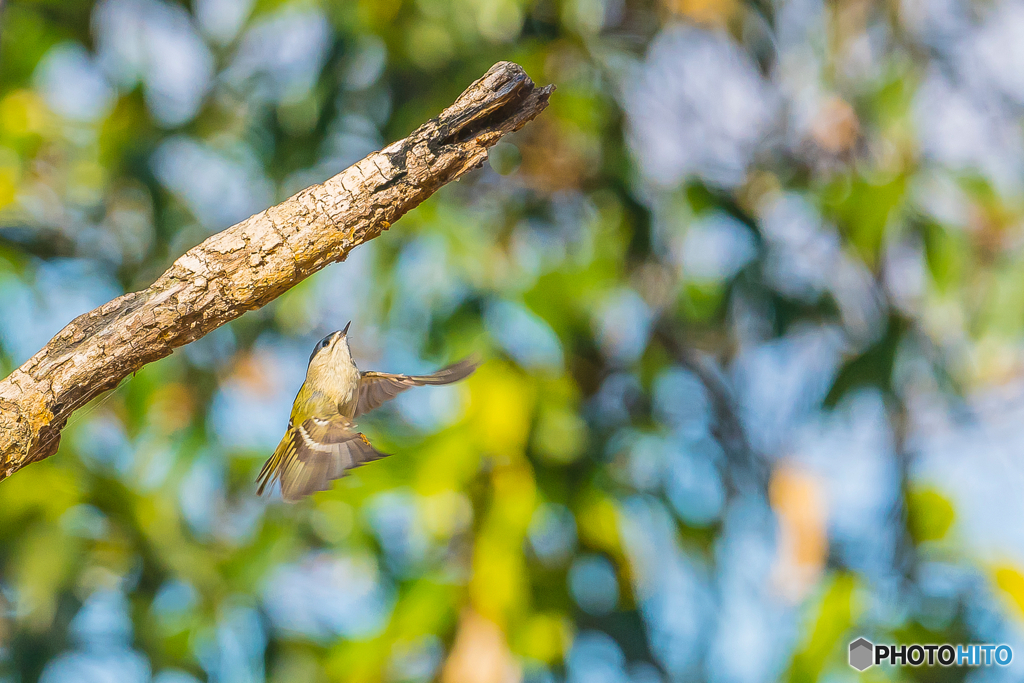 2026年　キクイタダキ　6