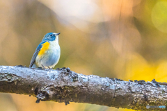 2026年 ルリビタキ 4