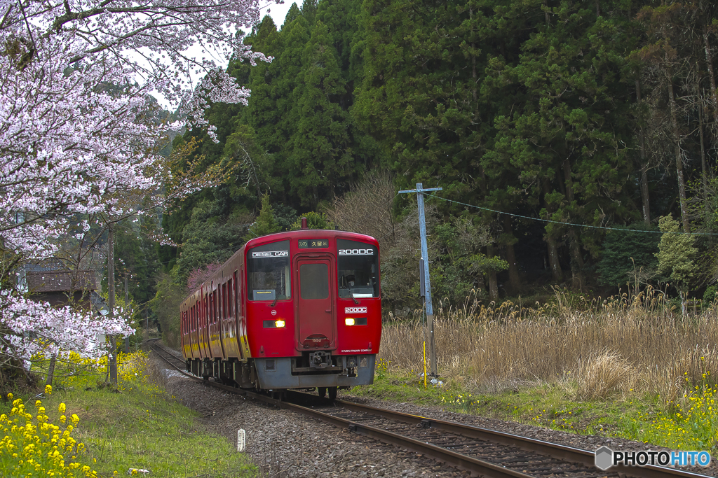 桜列車３