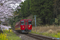 桜列車３