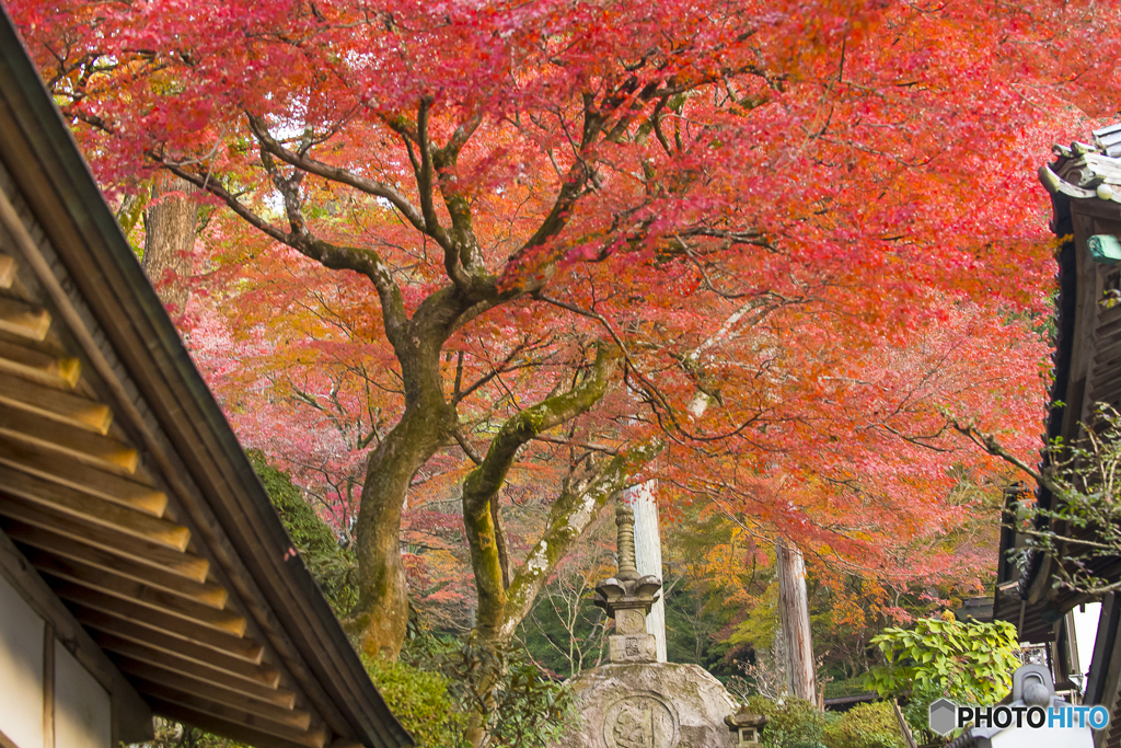 大興善寺の紅葉３