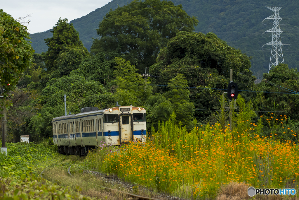 採銅所駅 キバナコスモス
